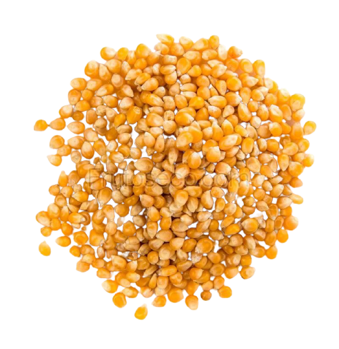 Maíz para palomitas de maíz