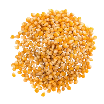 Maíz para palomitas de maíz